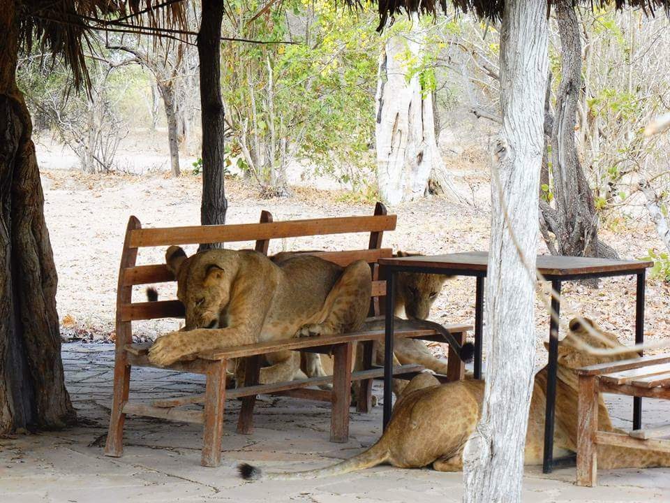 3 Days Selous Safari from Dar Es Salaam